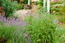 Lavender And Echinacea Growing In A Garden.