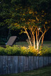 © Helen Rushbrook/Stocksy - Uplit trees in a landscaped garden at dusk