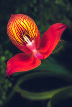Close Up Of A  Red And Yellow Orchid