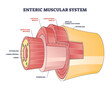 Enteric muscular system in gut wall of the small intestine outline diagram. Labeled educational scheme with layers and structure of digestive tract muscle vector illustration. Lamina propria location.