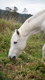 Fototapeta Konie - white horse in the grass
