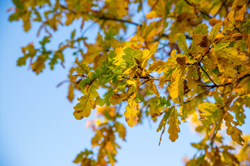 Wall Mural - colorful autumn oak leaves on a background of blue sky in sunny weather.yellow autumn leaves and bra