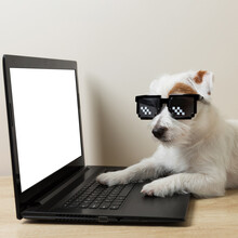 White Dog Jack Russell In Front Of A Laptop, Like An IT Specialist, Doing Work