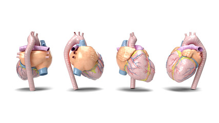 3d render human heart in four angles on a white background. anatomical background human organs medicine heart disease surgery