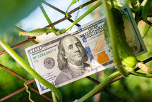 A Hundred Dollar Bill Hangs On A Mesh Fence Among Growing Cucumbers Close-up. Chain-link Fence With Money And Vegetables