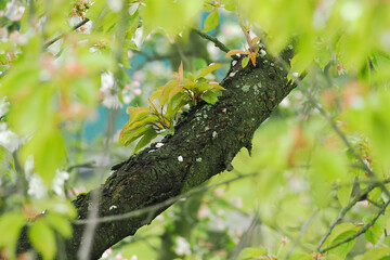 Sticker - Young green leaves of a cherry tree on a blooming tree.