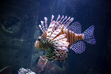 Red Lionfish Close-up View In Ocean