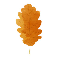 Wall Mural - Vector watercolor illustration of an autumn oak leaf isolated on background.