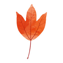Wall Mural - Vector watercolor illustration of an autumn trident maple leaf isolated on background.