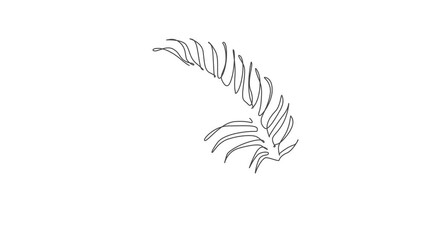 Wall Mural - Animated self drawing of one continuous line draw tropical palm faux areca leaf. Minimal organic natural eco concept. Home wall decor, poster, tote bag, fabric print. Full length single line animation