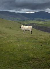 sheep, hills and meadows, vistas, aberystwyth, ceredigion, wales, england, uk, great brittain, 