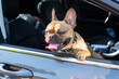 Adorable small active little smart dog French Bulldog in the car and is ready for journey.