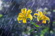 Yellow lily flowers in summer rain