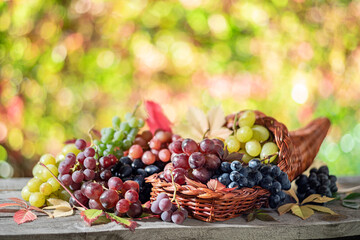 Wall Mural - Bunches of grapes on old wooden table and blurred colorful autumn background. Variety of ripe colorful grapes as the symbol of autumn cornucopia or abundance.