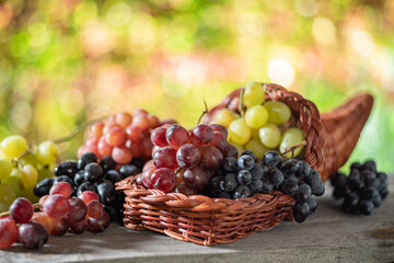 Wall Mural - Bunches of grapes on old wooden table and blurred colorful autumn background. Variety of ripe colorful grapes as the symbol of autumn cornucopia or abundance.
