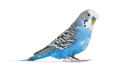 Wall Mural - Side view Blue crested Budgerigar, isolated on white