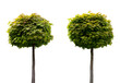 Zwei kugelförmig beschnittene Ahorn Bäume isoliert mit transparentem Hintergrund