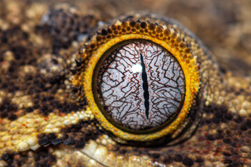 Close-up on a reptile eye, New Caledonia bumpy gecko, Rhacodacty