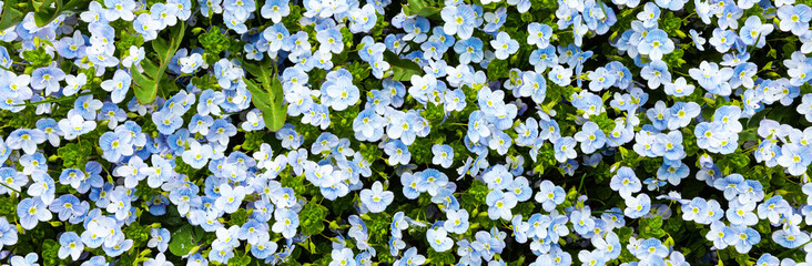 Blue meadow flowers, close-up. Background from wild plants.