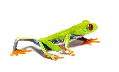 Wall Mural - Red-eyed tree frog walking away, Agalychnis callidryas