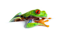 Red-eyed Tree Frog Leaning On A White Sheet And Observing, Agaly
