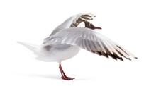 Adult Summer Plumage, Black-headed Gull, Flapping Wings, Chroicocephalus Ridibundus, Isolated On White