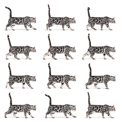 Poster - Many position of a Silver bengal cat walking, side view