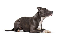 American Staffordshire Terrier Lying Down, Looking Up, Isolated