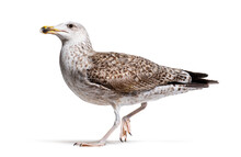 Side View Of A One-year-old Plumage European Herring Gull Walking