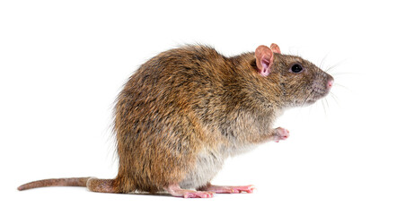 Wall Mural - Side view of a brown rat On its hind legs, Rattus norvegicus