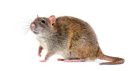 Poster - Side view of a brown rat, Rattus norvegicus, isolated