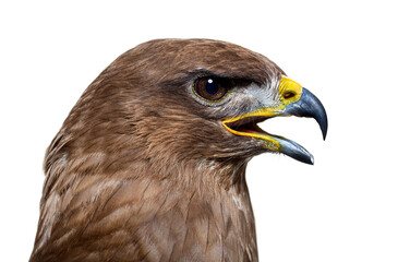 Wall Mural - Side view of a common buzzard bird, Buteo buteo; isolated