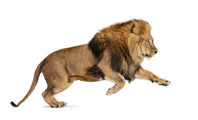 Poster - Male adult lion, Panthera leo, leaping, isolated