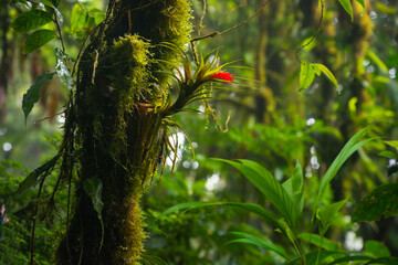 tropical forest with bromeliads and trees