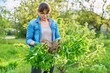 © Valerii Honcharuk - Woman in gardening gloves holding bush of phlox paniculata plant with roots for dividing planting