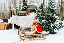 Beige Retro Pickup Truck Decorated For Christmas And New Year With Vintage Interior Items, Suitcases, Skis, Sledge, Blankets, Christmas Ornaments And Cute Pet Red Poodle In Santa Costume, Winter Time