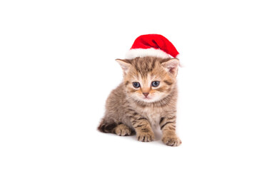 Little Kitten British Santa Claus. Cat one month