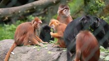 A Family Of Javan Lutung Monkeys Are Eating Leaves At The Zoo Park From France. East Javan Langur It Is A Species Considered Vulnerable.