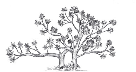 Wall Mural - Family tree hand drawn. Two tree trunks. Isolated on white background.