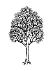 Wall Mural - winter maple tree ink sketch.