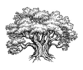 Wall Mural - yew tree ink sketch.