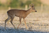 Fototapeta Sawanna - European Roe-Deer Capreolus capreolus in close-up
