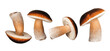 Mushroom. Porcini, Boletus edulis isolated on white background