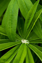 Dew Drop On A Lupine Flower