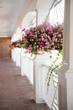 Pink And White Flower Basket Hanging Over Balcony Railing