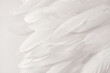 White bird wing, feathers detail, abstract light background