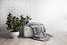 Rubber Plant (Ficus Elastica) In White Flower Pot And Gray Soft Fleece Blanket On White Wooden Box