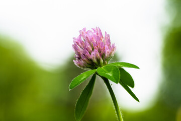 Canvas Print - Close up of a red clover flower