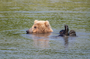 Sticker - Alaskan brown bear relaxing at McNeil River