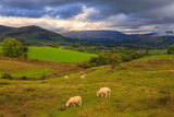 Fototapeta  - View of the green hills in North UK. Sheep in the pasture. Cumbria.